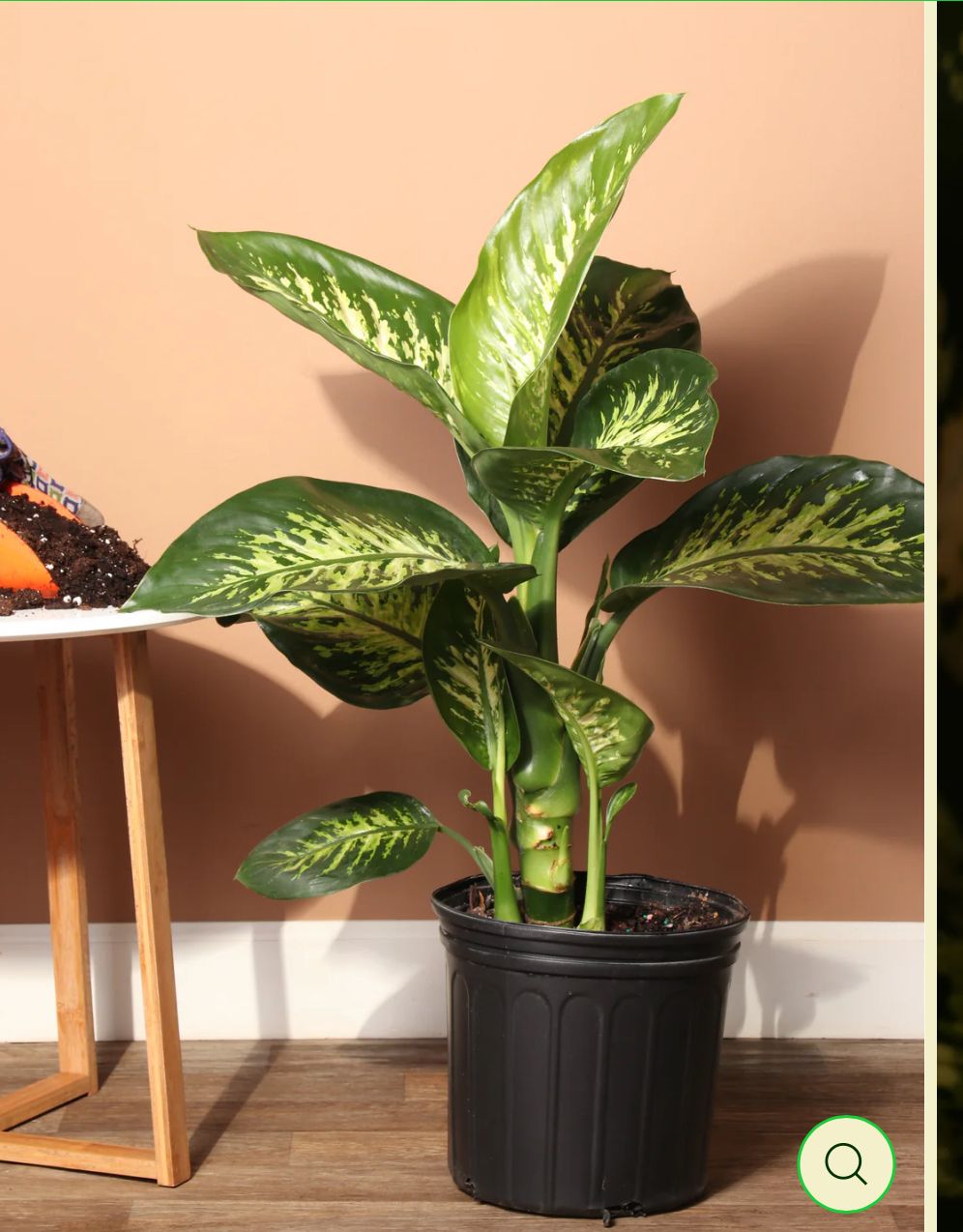 The Dieffenbachia